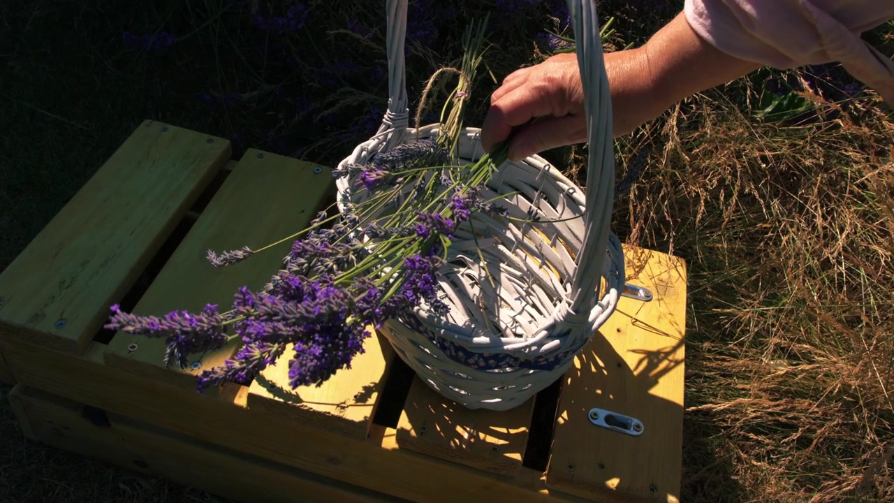 Woman putting bunch of lavender flowers in woven basket overhead medium zoom slow motion shot selective focus
