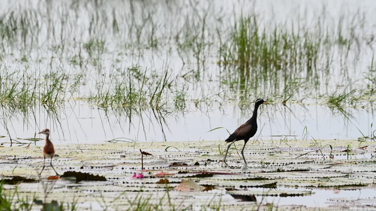 Pulcino a sinistra mentre l'uccello madre è rivolto a destra, Jacana alibronzo Metopidius indicus, Thailandia.