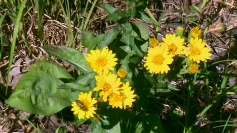 honey bee feeding on yellow leopardbane flower in maryland, usa