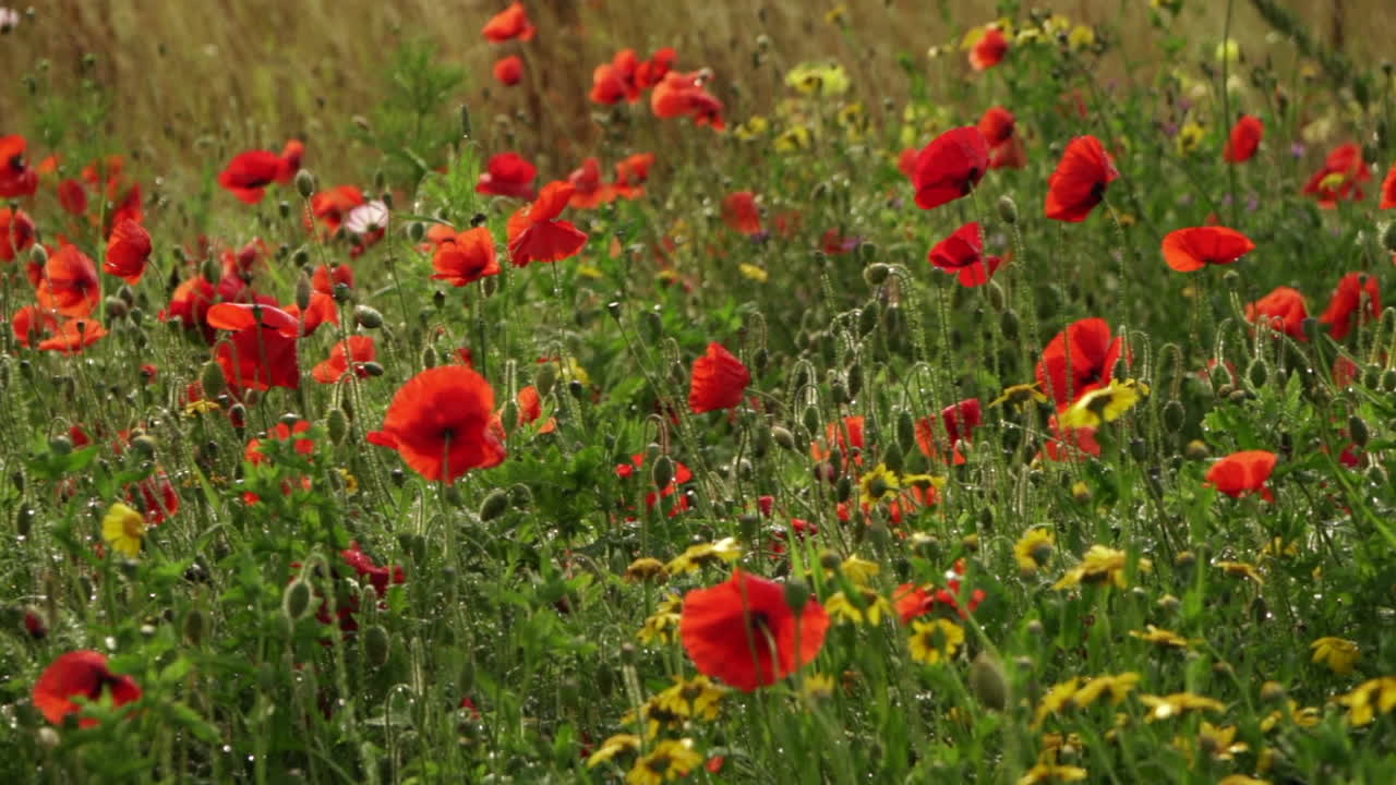 A panned shot of a field of wild poppies blowing in the wind