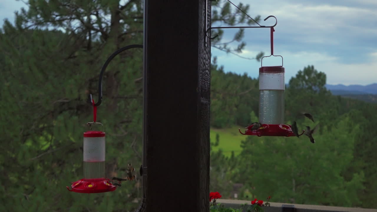 A charm large cluster group of Rufous broad tailed black chinned ruby throated hummingbird chirping hovering home patio deck two red hummingbird feeders Evergreen Mount Blue Sky Front Range Colorado