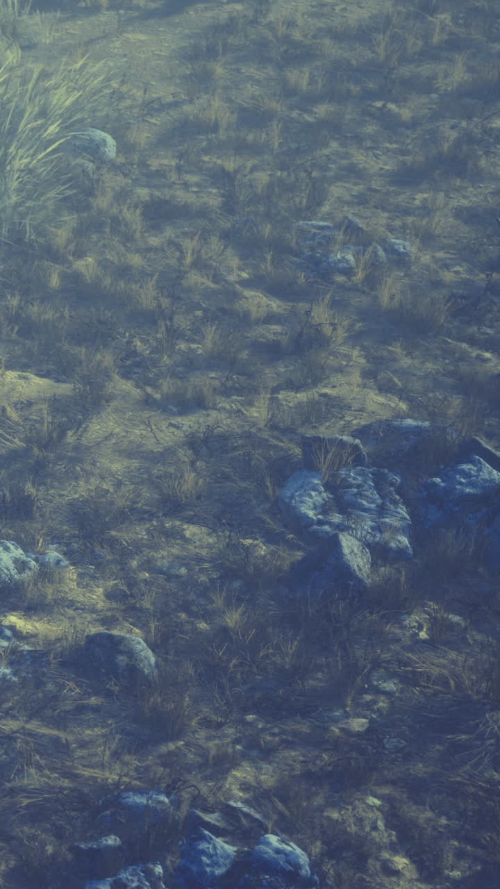 Rocks and grass on the ground in a natural environment during daytime