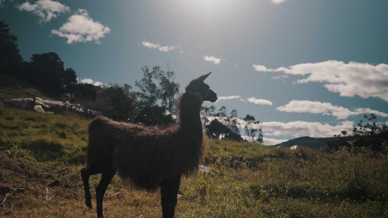 camélido de llama parado en las montañas cubiertas de hierba de los andes en américa del sur