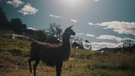 llama camelid standing on the grassy mountains of andean in south america