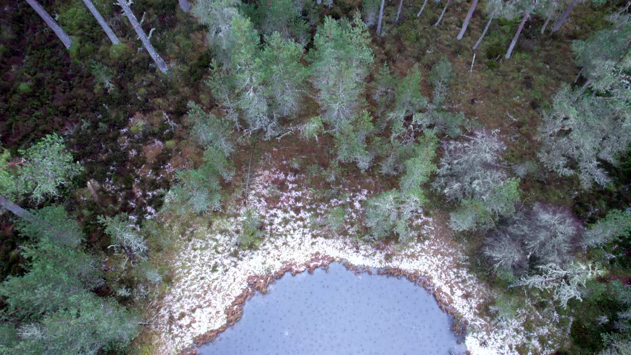 las imágenes aéreas de drones se elevan por encima de un lago cubierto de hielo que se derrite y se inclina hacia un bosque de pinos nativo en el parque nacional de cairngorms en escocia