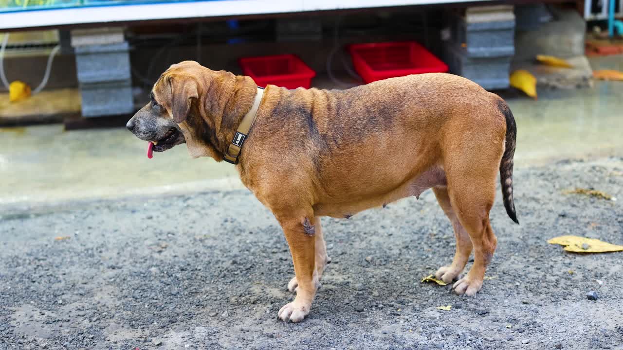 A dog stands attentively at a fresh market in Phuket, Thailand. The scene captures a calm, observational moment with natural lighting