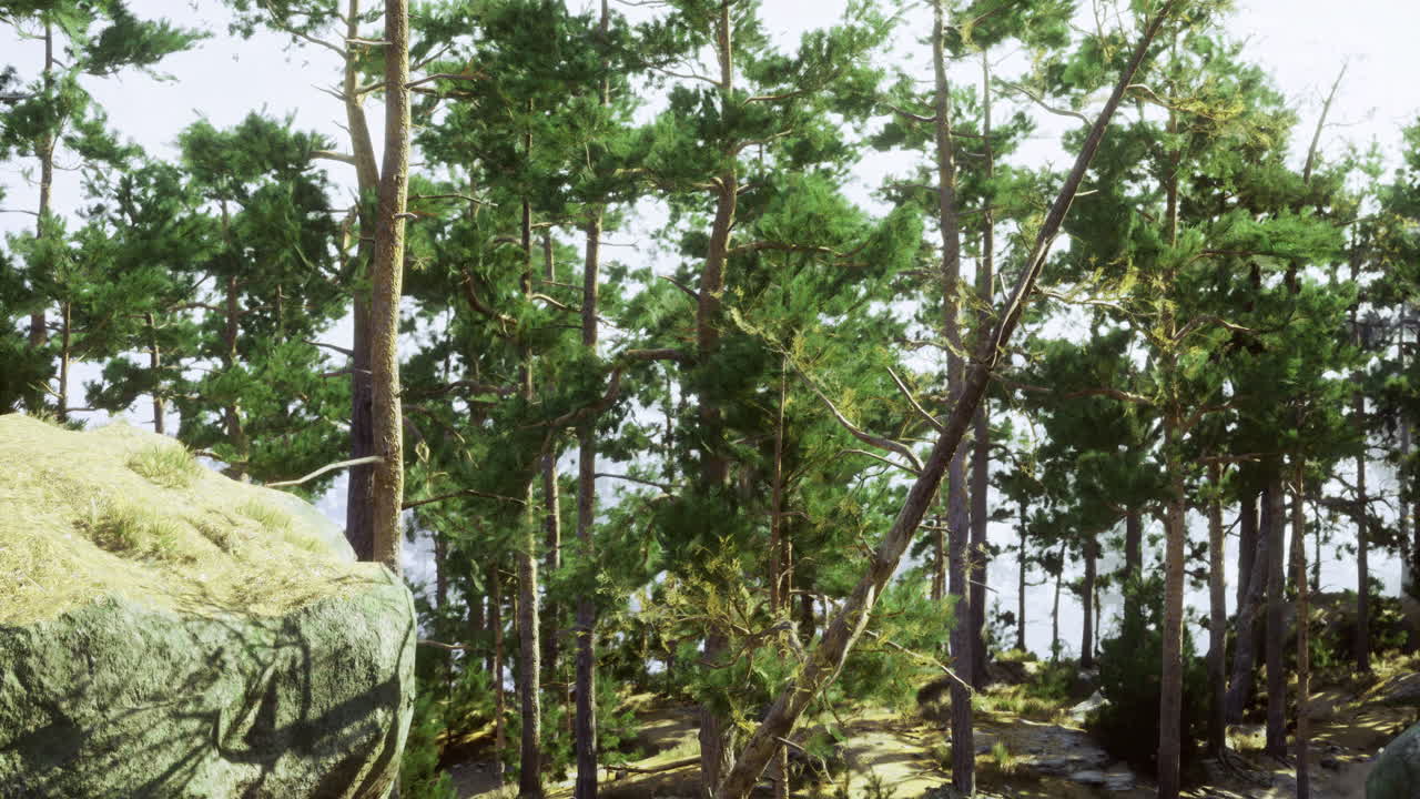 Lush green forest landscape with tall trees and rocky outcrop in daylight