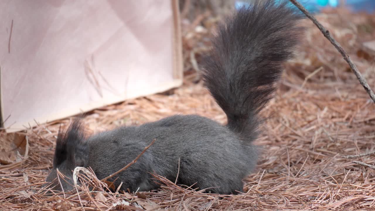 잣을 먹고 가을 숲에서 음식을 찾는 유라시아 회색 다람쥐
