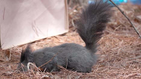 eurasian gray squirrel eating pine nuts and lokking for food in autumn forest