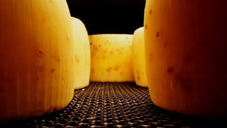 motion between cheese heads on dark metal shelf closeup