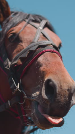 cute brown horse chews bridle and licks lips under blue sky closeup. domesticated equine creature muzzle with harness on sunny day slow motion