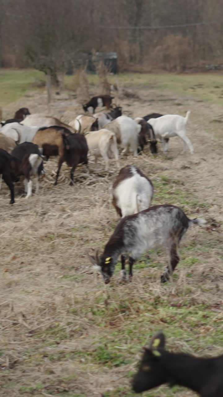 들판 에서 풀 을 는 염소 들