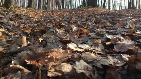 A-walk-in-the-forest,-early-spring-season,-filmed-from-the-ground