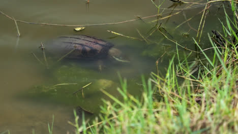 Turtle-Foraging-Under-Water-Surface-In-The-River-In-Thailand