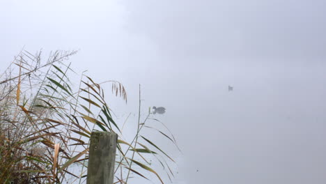 Silhouette-of-black-birds-on-a-misty-foggy-river-in-the-early-morning