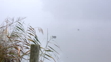 silueta de pájaros negros en un río brumoso a primera hora de la mañana