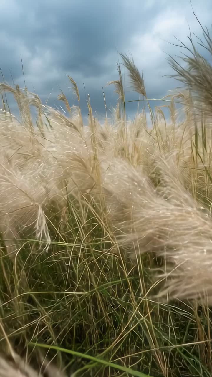 Video verticale: Spighe di pampa che ondeggiano e si piegano per il vento rafficato in un campo, mentre si forma una tempesta.