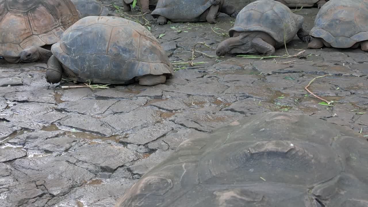 Mauritius - Riviere des Anguilles -Forward view on Aldabrachelys Gigantea Turtle eating