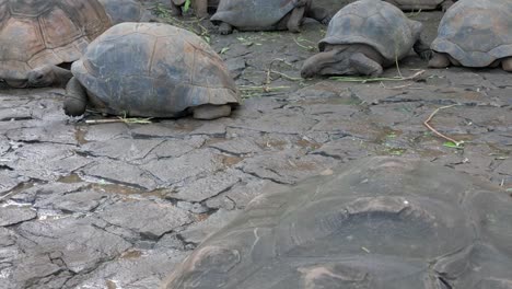 mauritius - riviere des anguilles -forward view on aldabrachelys gigantea turtle eating