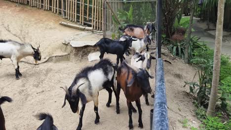 goats in a pen