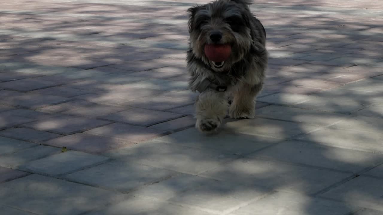 Close-up of dog, plays with a red ball, returning it. Daylight