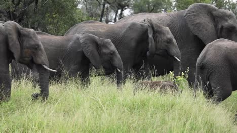 beautiful wide shot of a herd of african elephants moving through the frame in slow motion, greater kruger