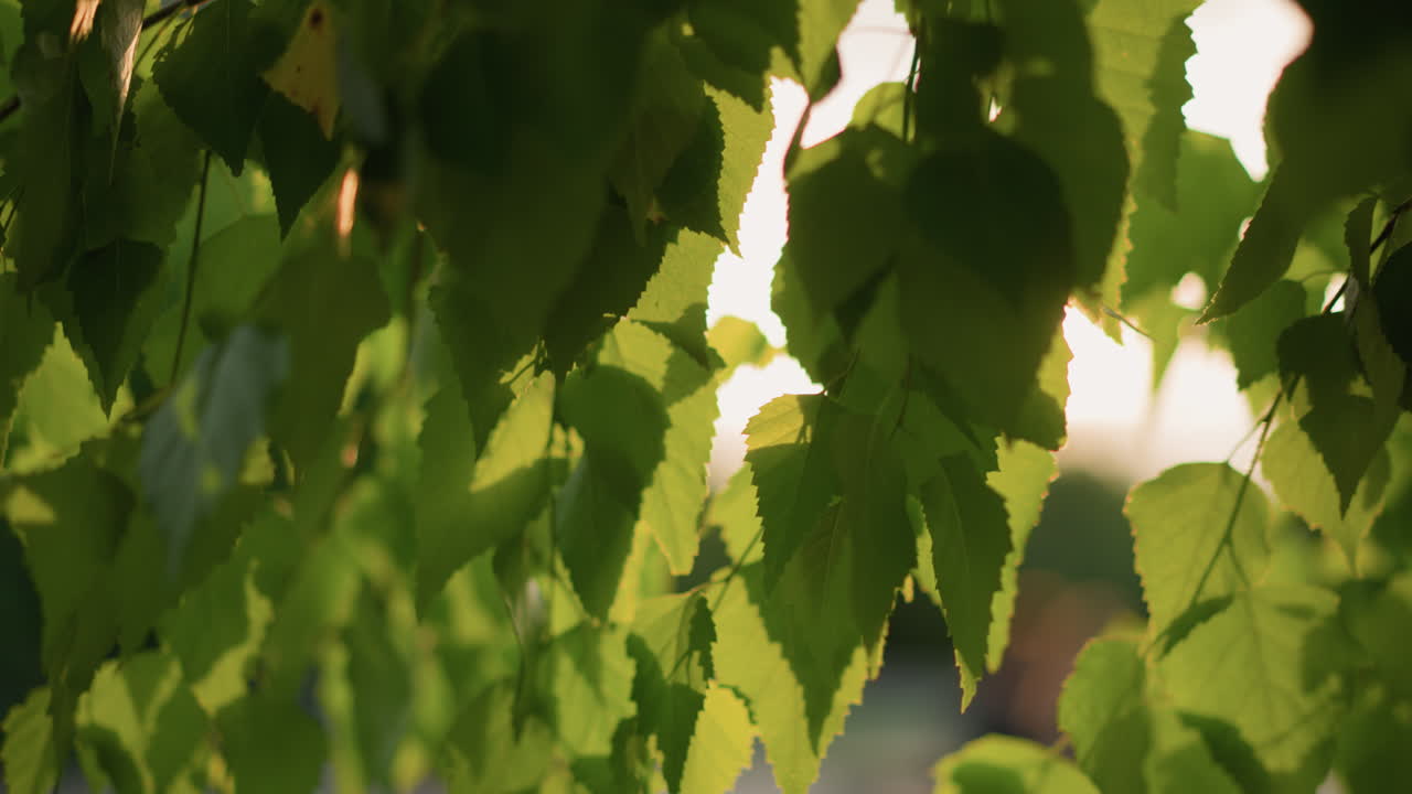 태양 광선이 활기찬 녹색 잎을 통해 부드럽게 필터링하여 부드럽고 따뜻한 빛을 만니다. 흐릿한 배경은 잎자루의 자연적인 아름다움을 향상시니다.