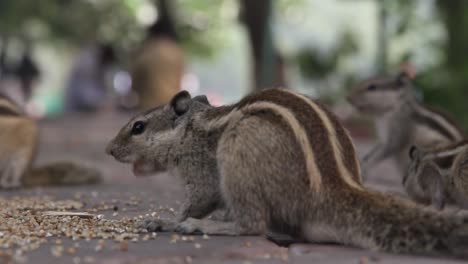 Animal---Squirrel-sits-on-a-feeder-and-eats-sunflower-seeds-on-a-cloudy-winter-day