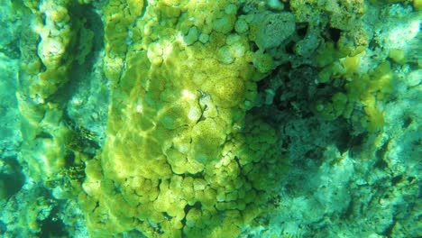 Top-view-coral-reef-under-crystal-clear-water,-sea-ripples-reflected,-los-Roques