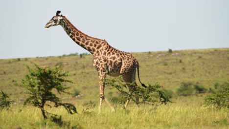 jirafas pastando y caminando entre arbustos bajos a través de la reserva masai mara norte, vida silvestre africana en la reserva nacional masai mara, kenia, animales de safari de áfrica