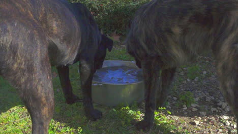 slow motion of two dogs drinking from a water bowl