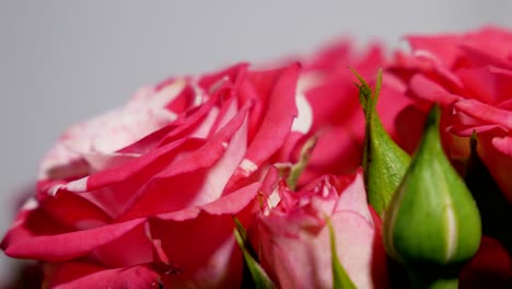 Nahaufnahme-Von-Rosa-Und-Roten-Rosen,-Während-Das-Licht-Die-Richtung-ändert-Und-Schatten-Auf-Verschiedene-Seiten-Der-Rosen-Wirft