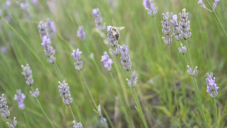 Abeja-Alimentándose-De-Una-Planta-De-Lavanda-En-El-Viento,-De-Cerca,-A-Cámara-Lenta