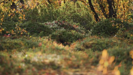 colores brillantes de otoño en el bosque de otoño noruego