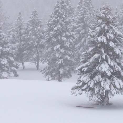 heavy snow falls on trees in a forest in yellowstone national park 1