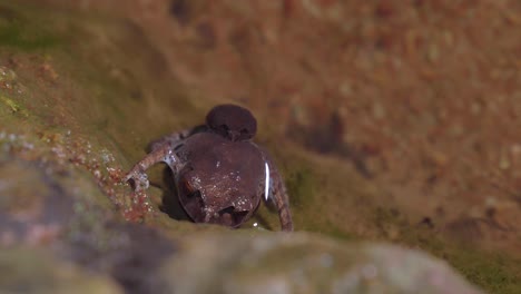 pair of spotted litter frogs mating on the surface of clear river stream and mossy rock in tropical rainforest