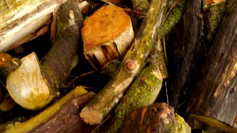 close up of a wood pile containing logs and sticks