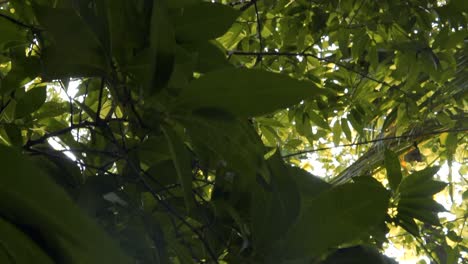 el sol brillando a través de las hojas de un árbol