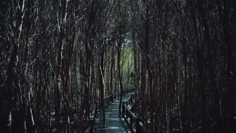 mangrove trees growing through a boardwalk