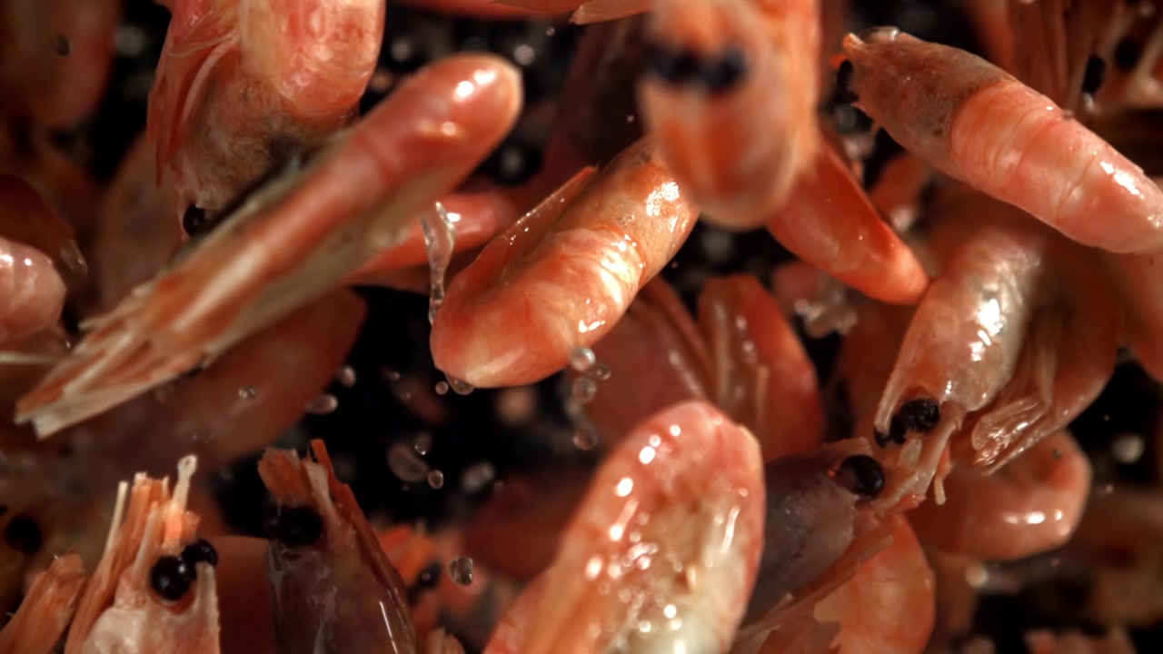 Kogte røde rejer, der falder med vanddråber i slowmotion