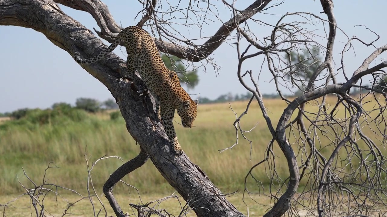 Afrika'da ağaçtan inen leopar.