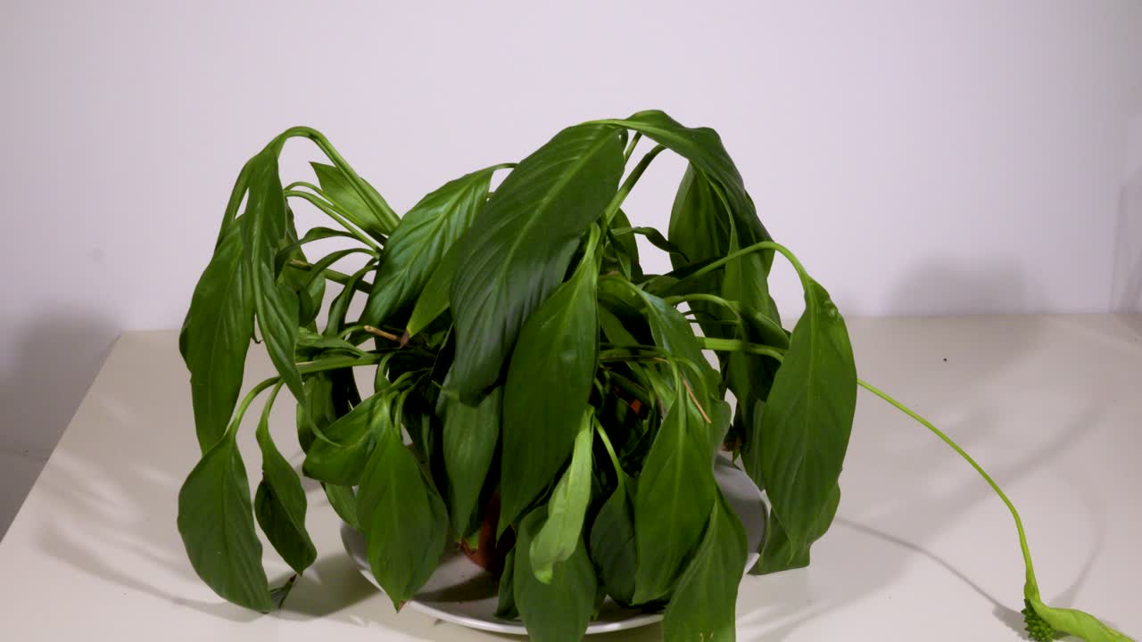 The astonishing speed at which a plant recovers after receiving vital water