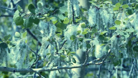 Aspen-tree-catkins-produce-seed-fluff-that-blows-in-the-spring-breeze