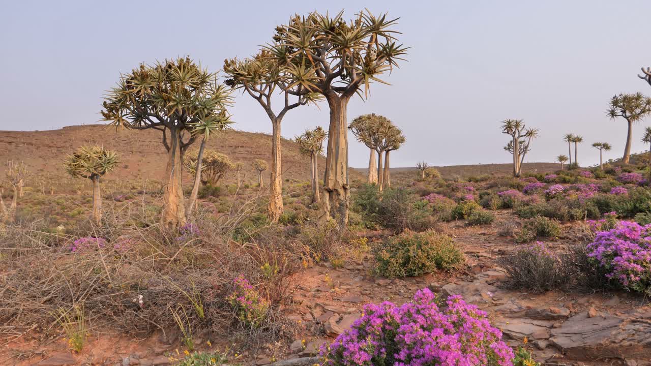 Arid Landscape with Quiver Trees and Purple Flowers