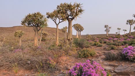 arid landscape with quiver trees and purple flowers