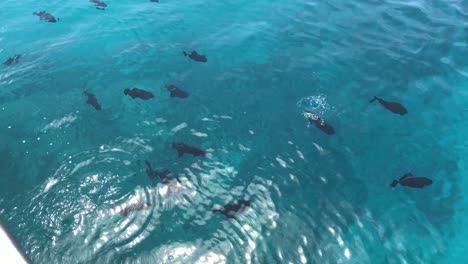 Schwarzer-Durgon-drückerfisch,-Auch-Bekannt-Als-Humuhumu-&#39;ele&#39;ele,-Schwimmen-Am-Boot-In-Waikiki-Beach,-Hawaii