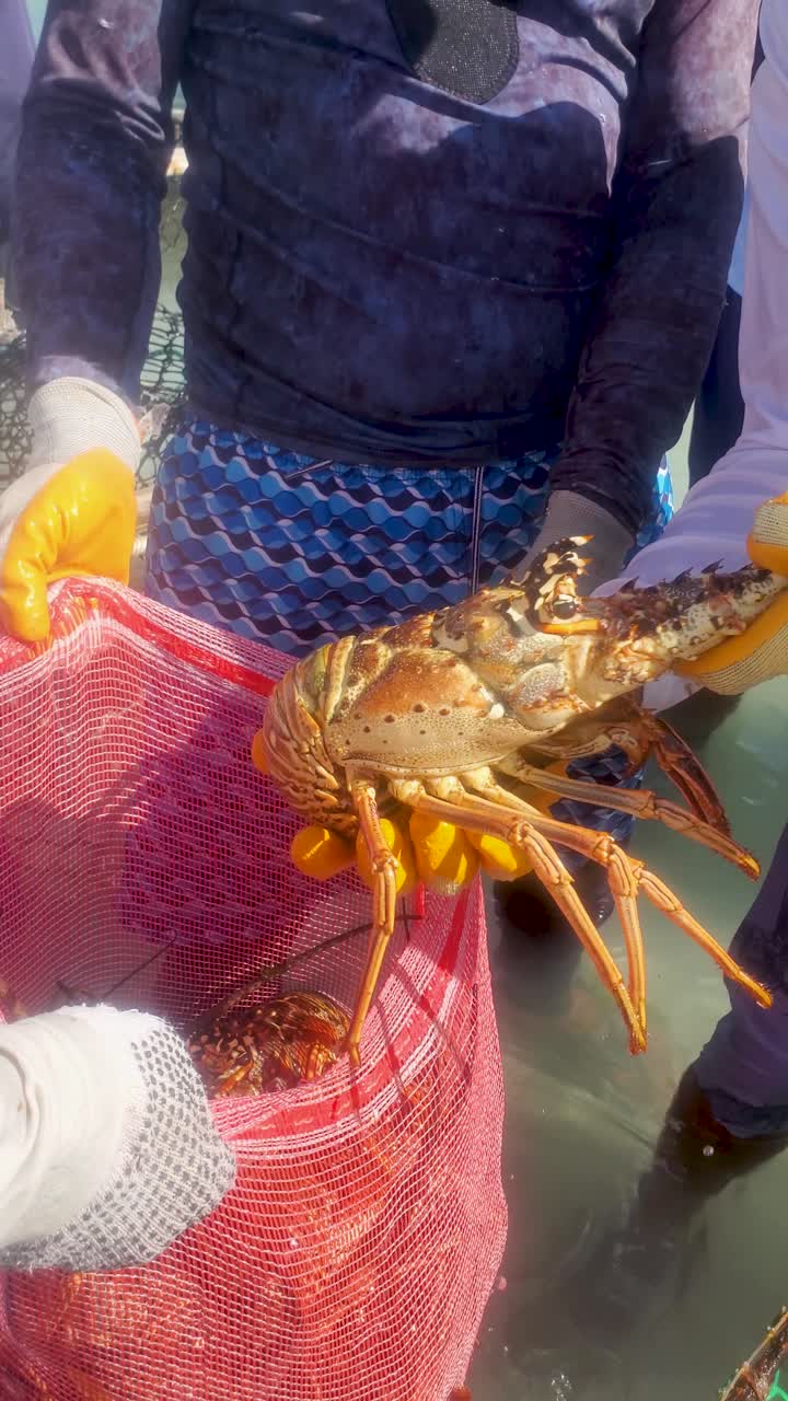 Fishermen Catching Spiny Lobster in the Caribbean