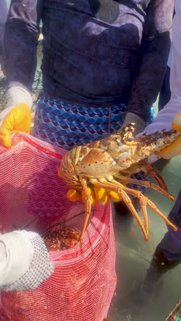 fishermen catching spiny lobster in the caribbean