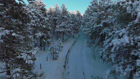 snowy valley road forest evergreen meadows conifer colorado aerial drone colorado sunset blue hour winter frosted trees cold frozen deep snow december north turkey creek rocky mountain forward motion