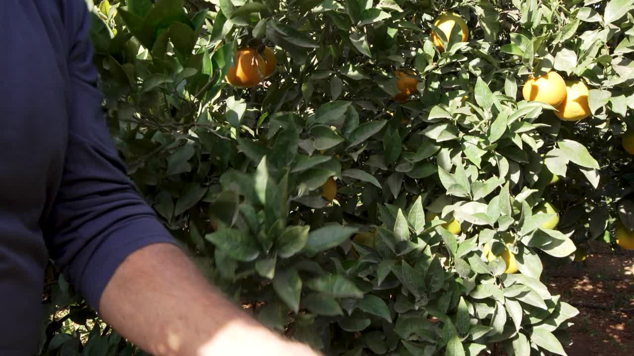 Hands reach through thick foliage to harvest oranges in Malta, showcasing teamwork, traditional farming skills, and the island’s thriving citrus industry amid a backdrop of healthy green leaves.